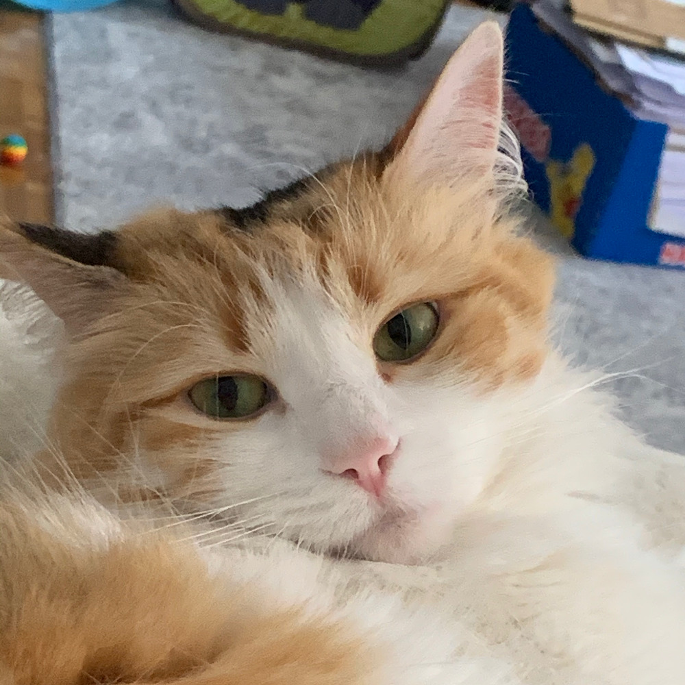 Meet your Posher, Caroline